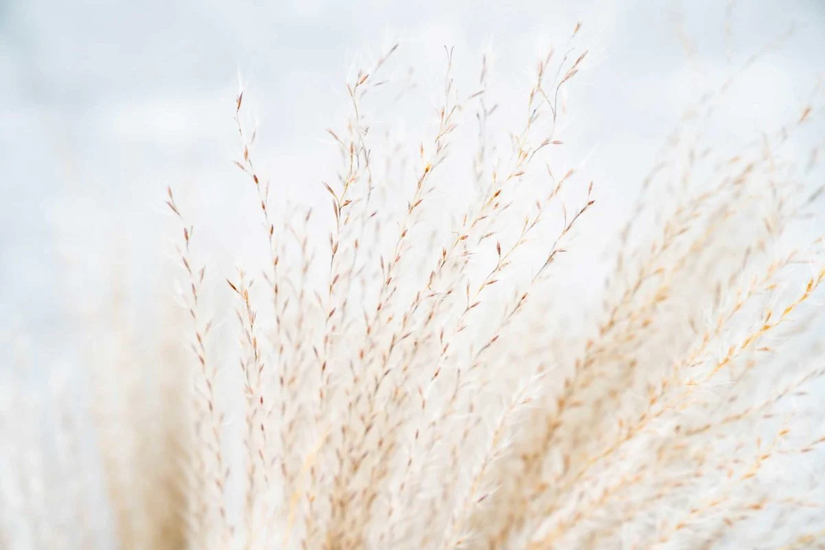 Soft Miscanthus - Natural - Image 4