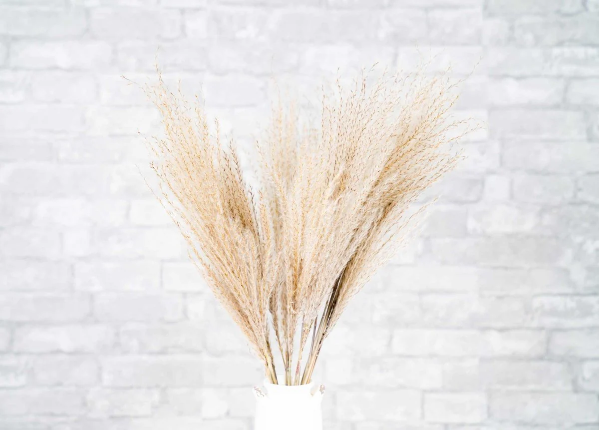 Soft Miscanthus - Natural - Image 6