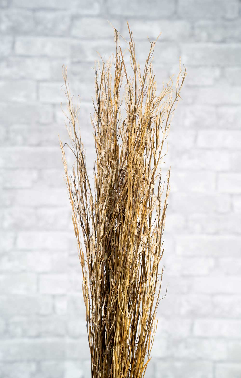 Sorso Tree - Image 2
