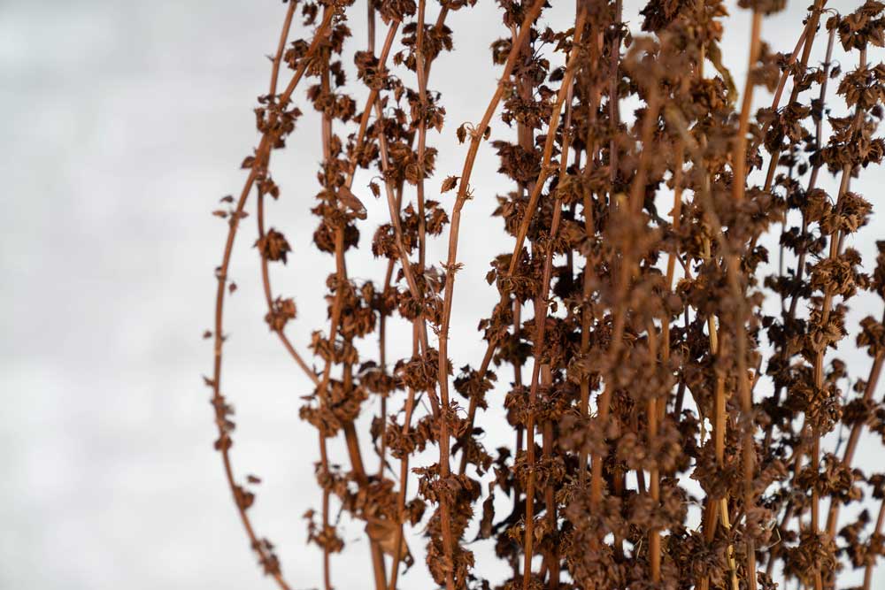 Stag Grass - Image 2