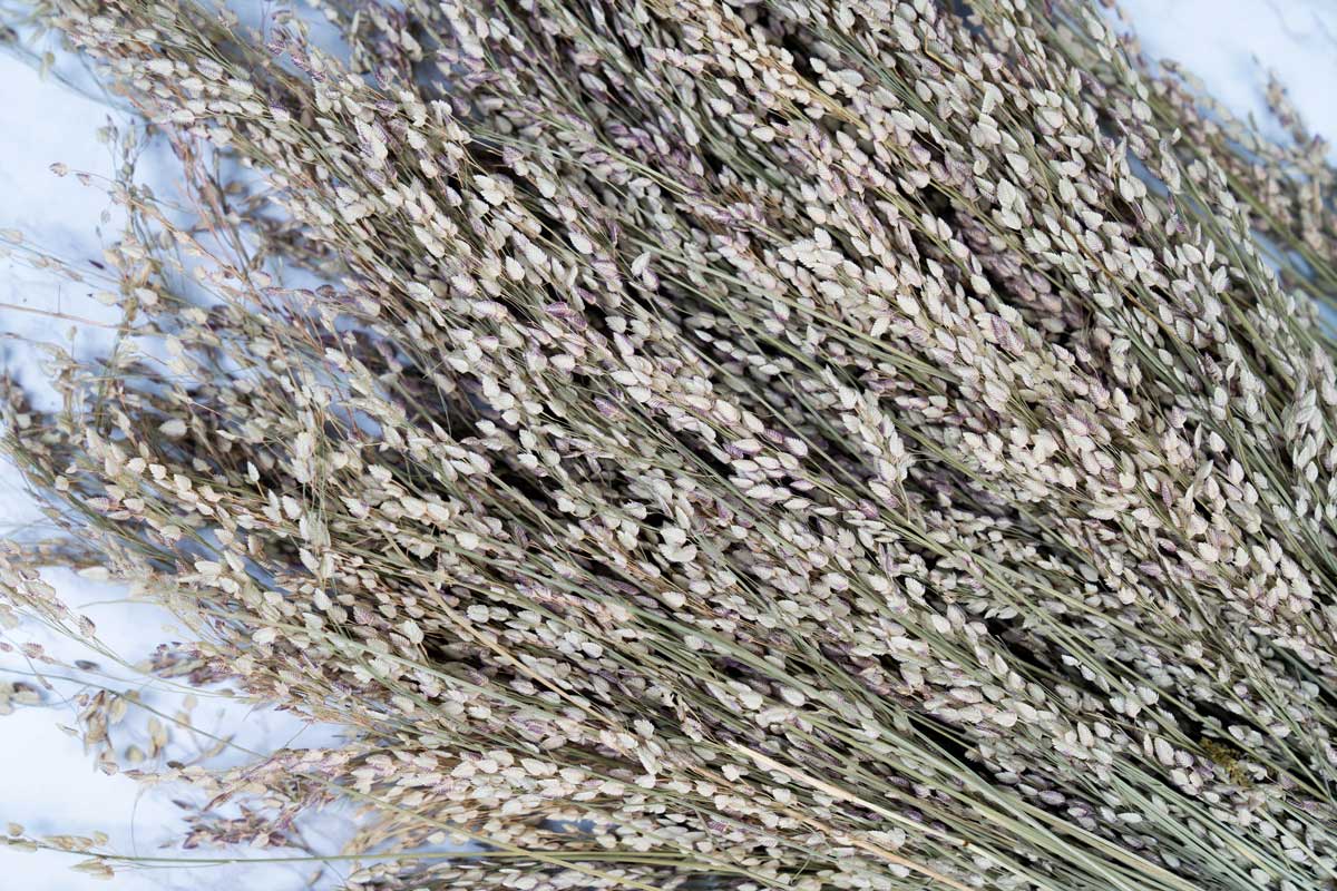 Star Grass - Image 2