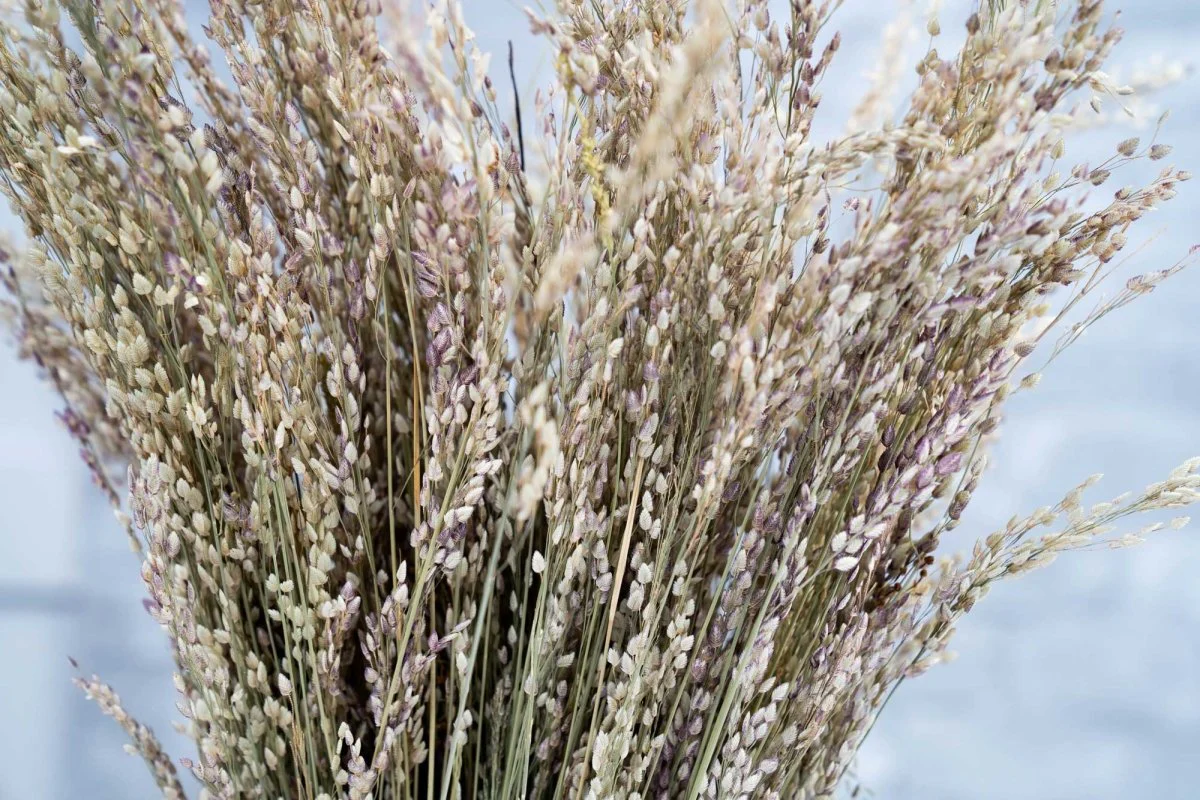 Star Grass - Image 3
