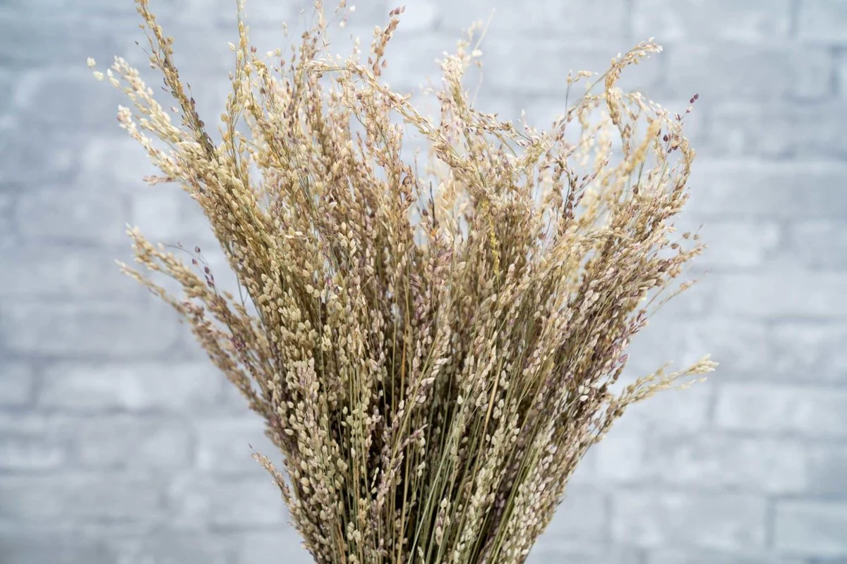Star Grass - Image 4