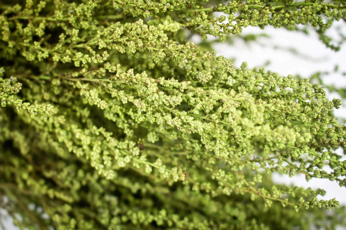 Stoebe - Oasis Green - Image 2