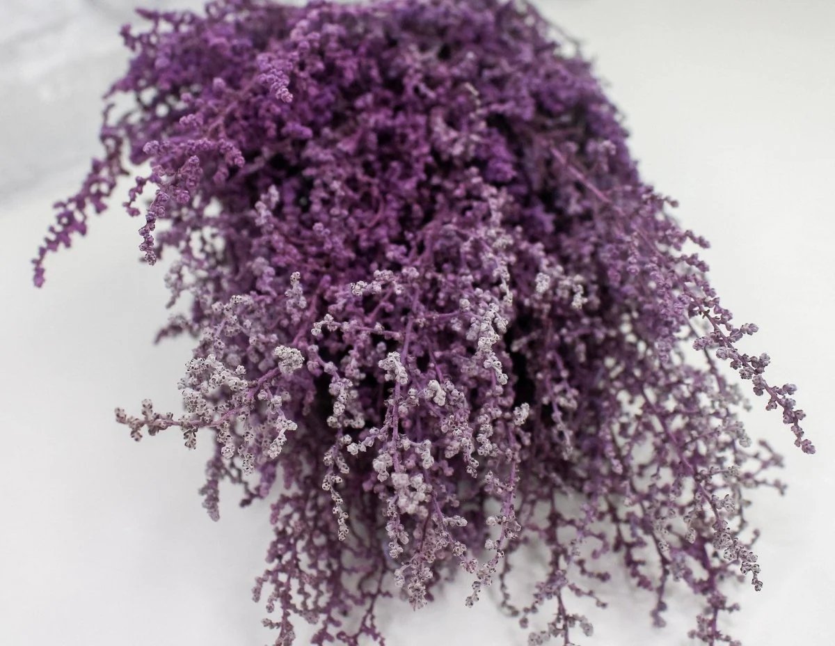 Stoebe - Violet - Image 2
