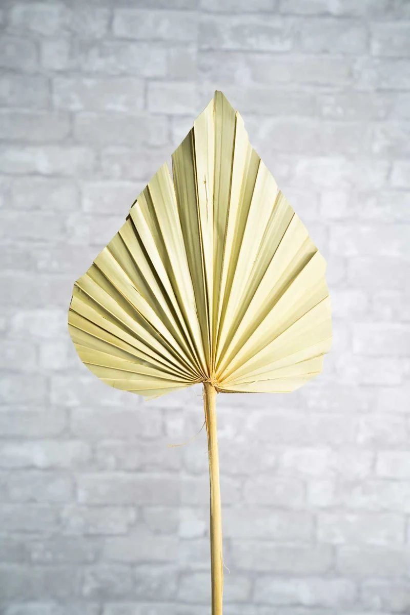 Sun Palm Spear (3 Pack) - Image 2