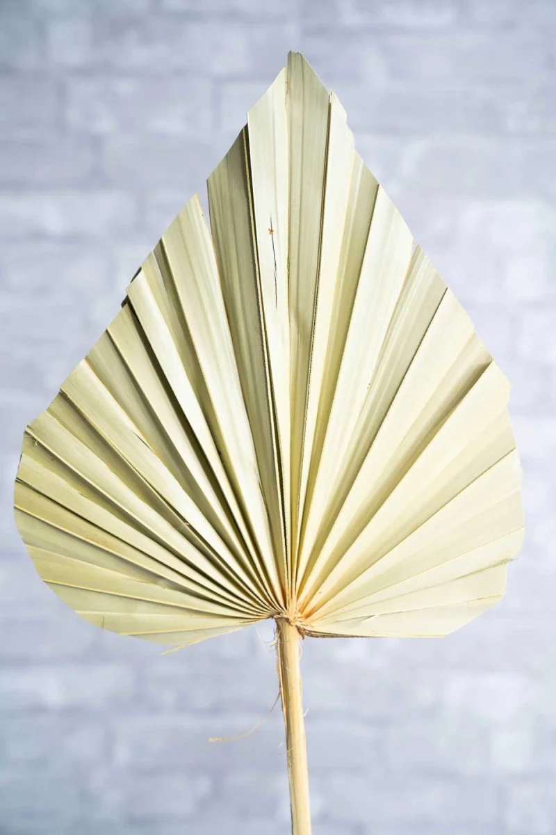 Sun Palm Spear (3 Pack) - Image 4