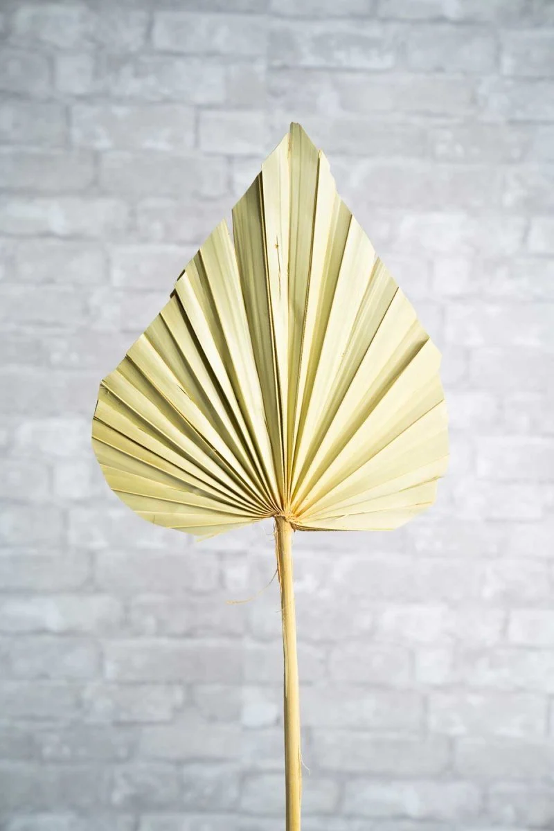 Sun Palm Spear - Image 3
