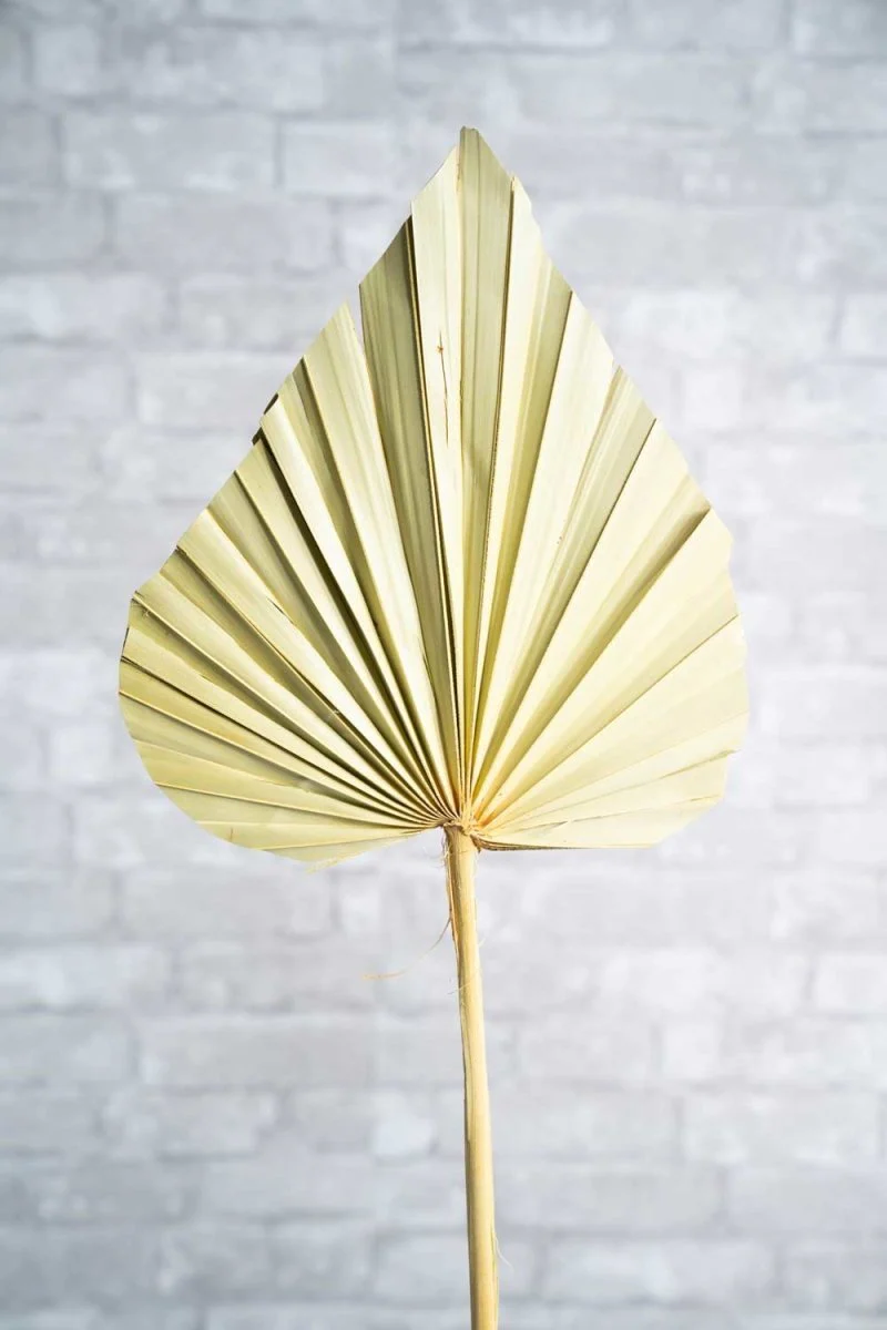 Sun Palm Spear - Image 5