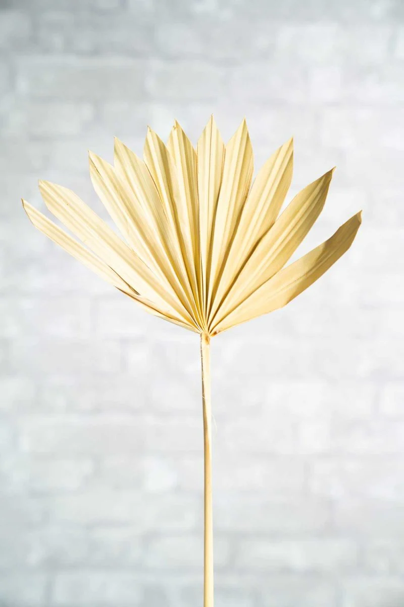 Sun Palm Spear Mini (5 Pack) - Image 2