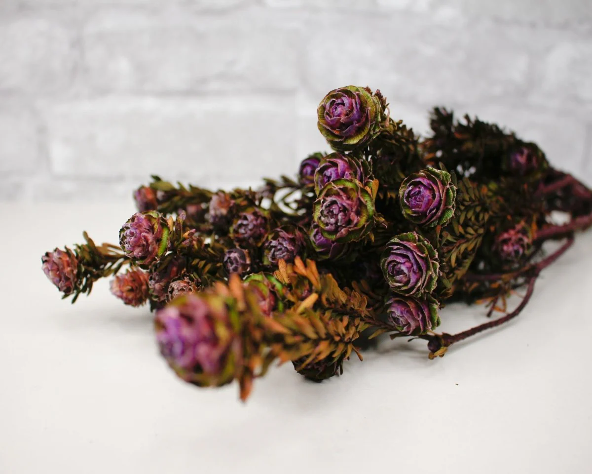 Tortum Female - Violet - Image 2
