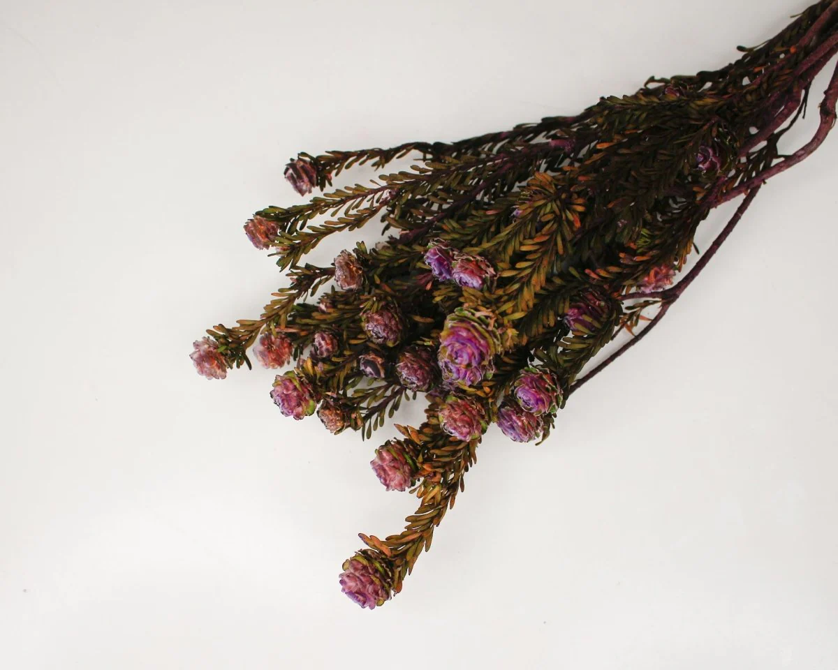 Tortum Female - Violet - Image 3