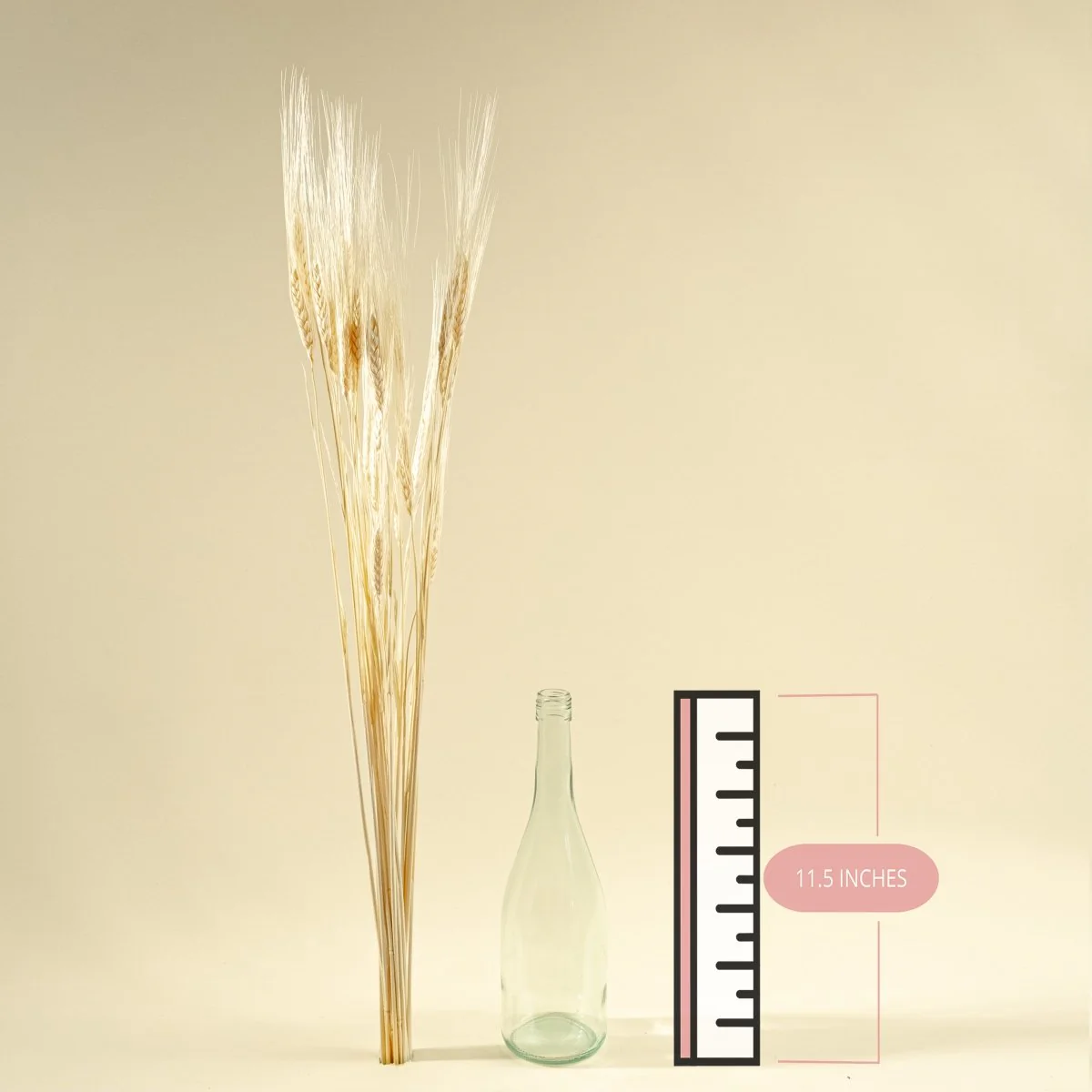 Triticum Wheat Grass (Bleached) - Image 2