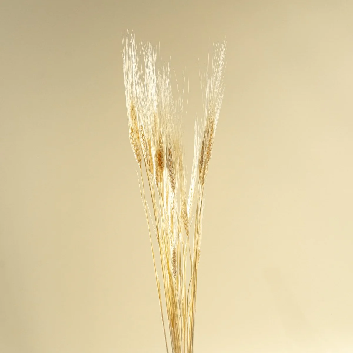 Triticum Wheat Grass (Bleached) - Image 3
