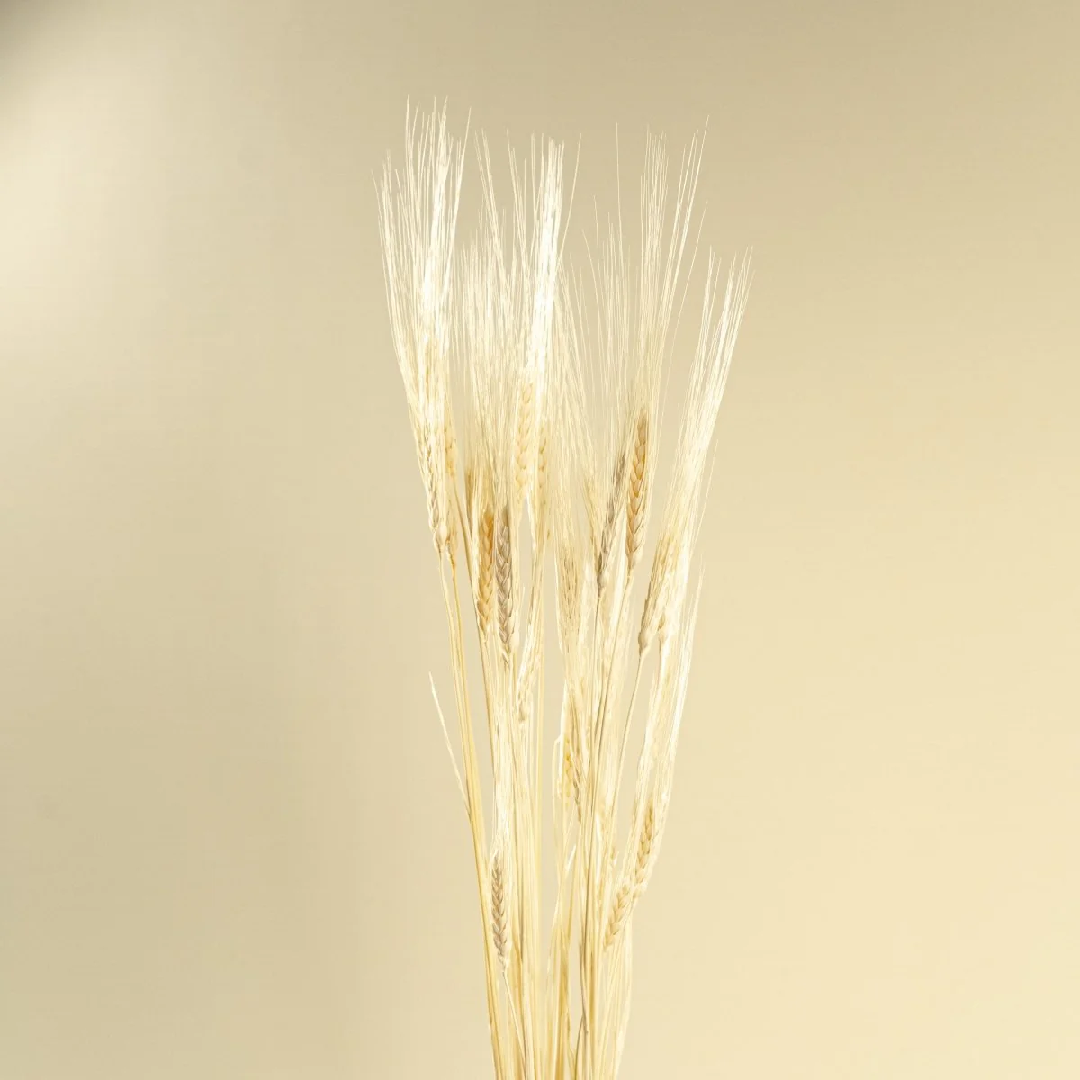 Triticum Wheat Grass (Bleached) - Image 4