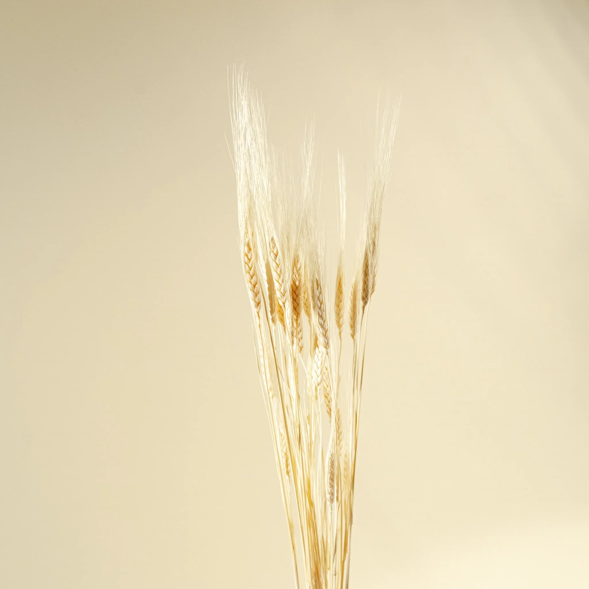 Triticum Wheat Grass (Bleached) - Image 5