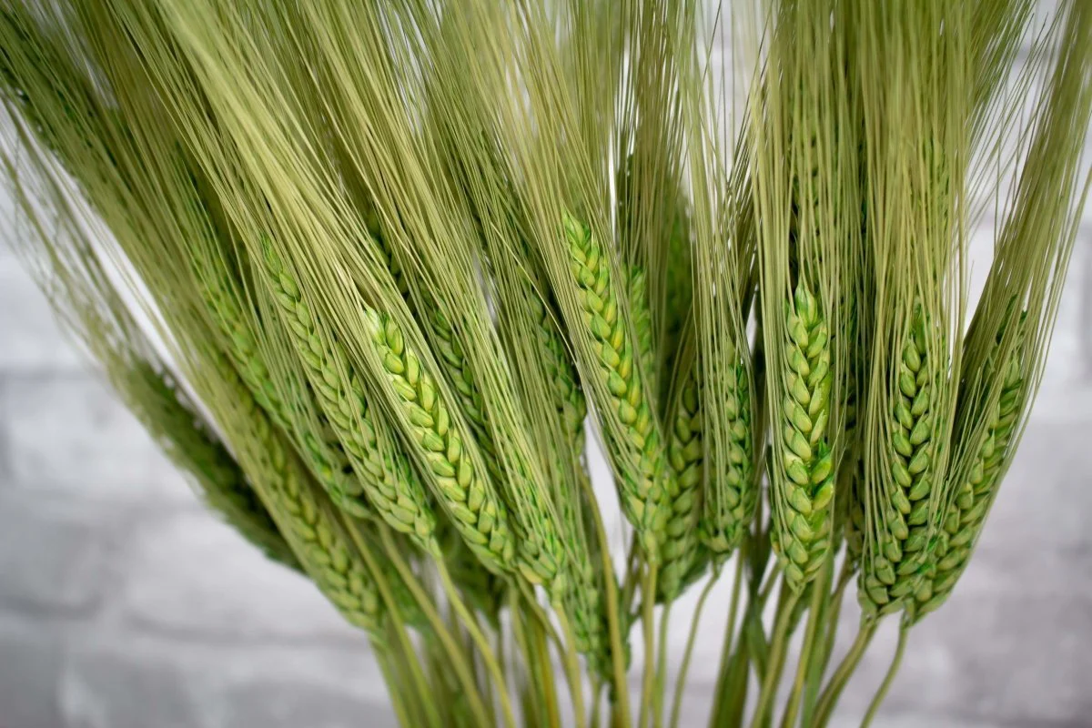 Triticum Wheat Grass (Green) - Image 2
