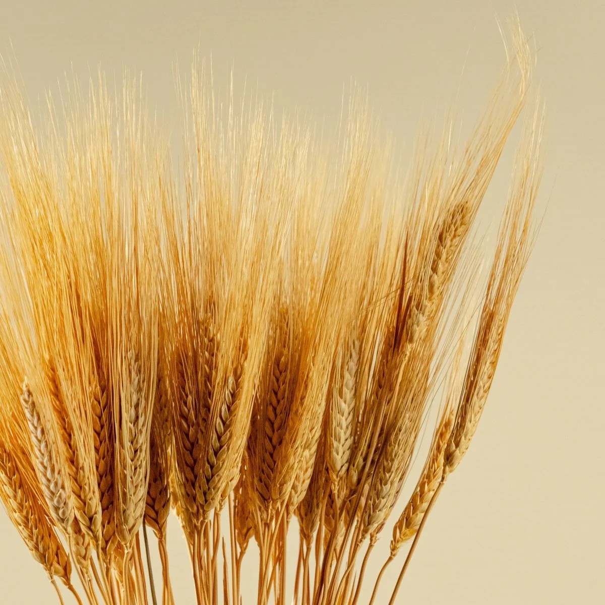 Triticum Wheat Grass (Natural) - Image 3