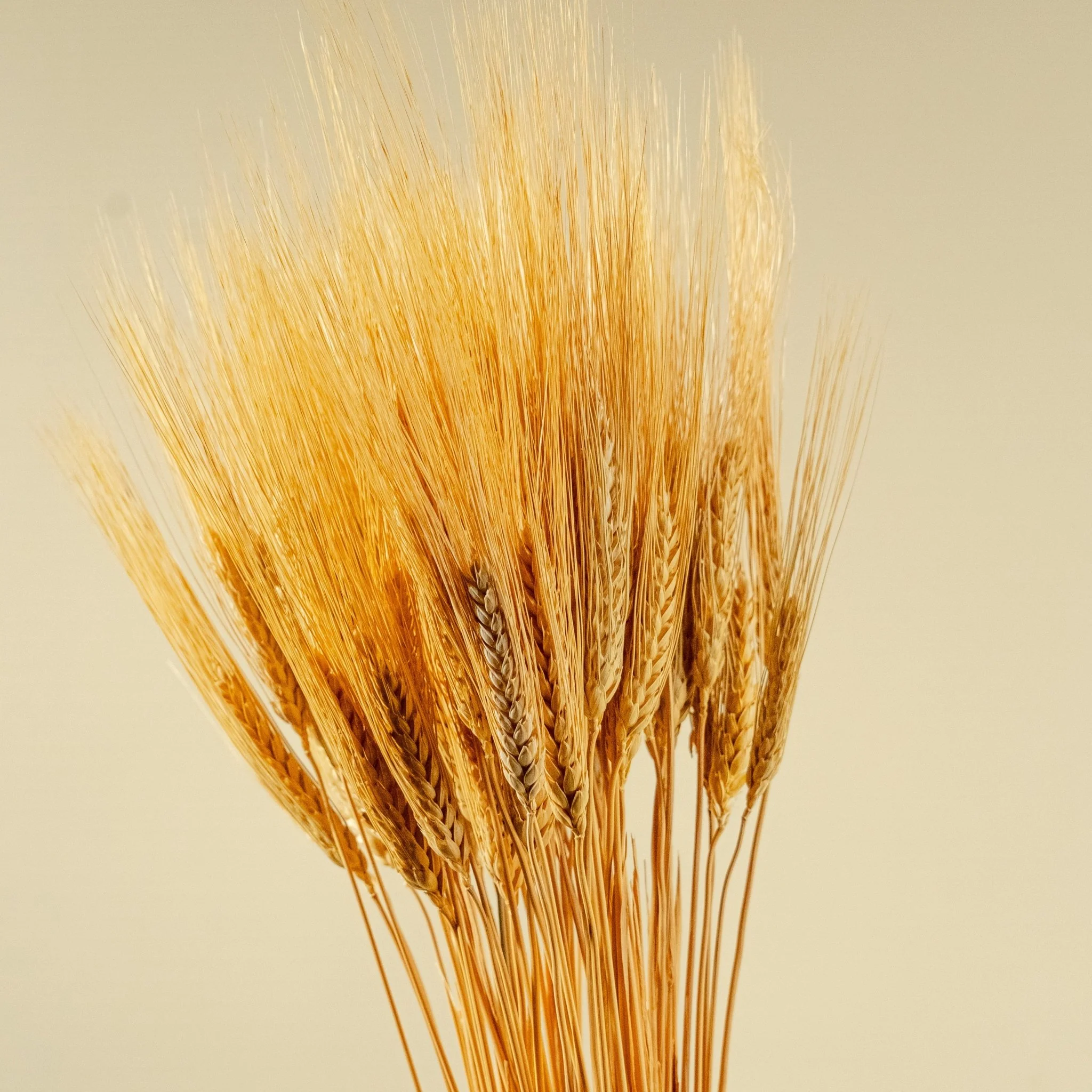 Triticum Wheat Grass (Natural) - Image 4