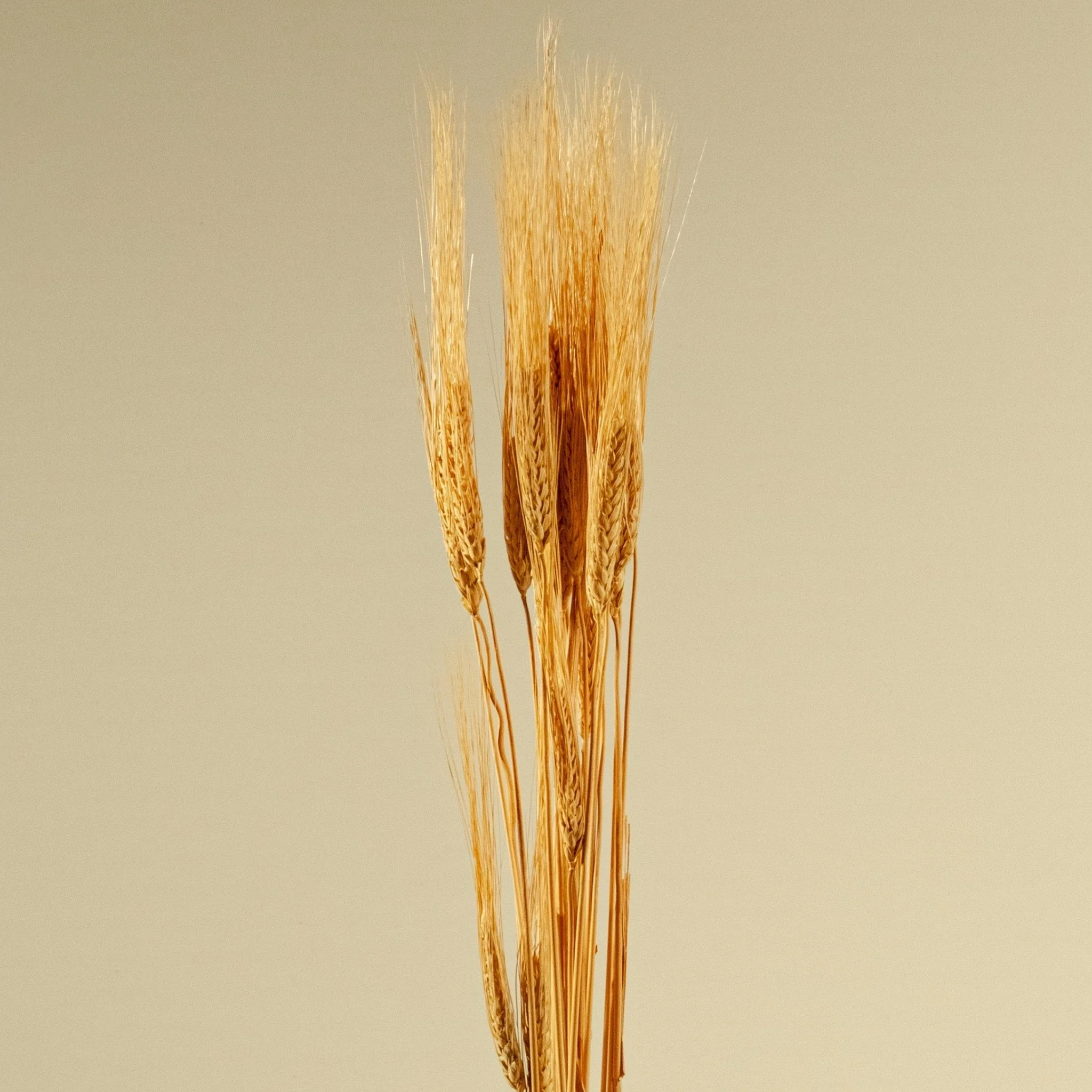 Triticum Wheat Grass (Natural) - Image 5