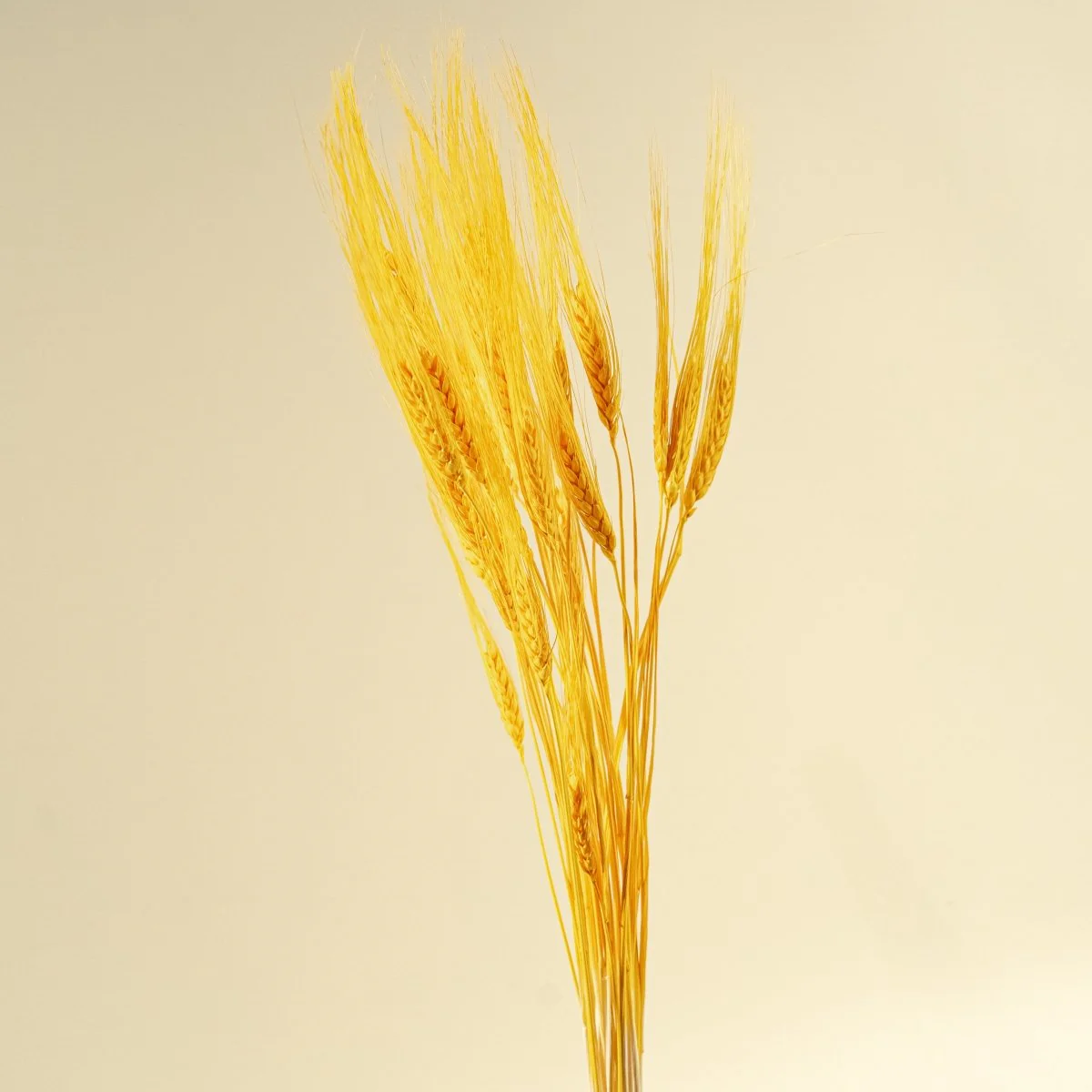 Triticum Wheat Grass (Yellow) - Image 3