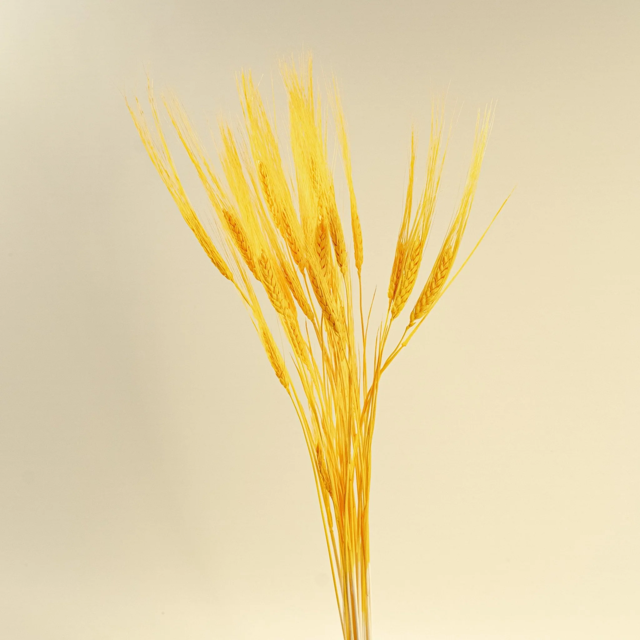 Triticum Wheat Grass (Yellow) - Image 4
