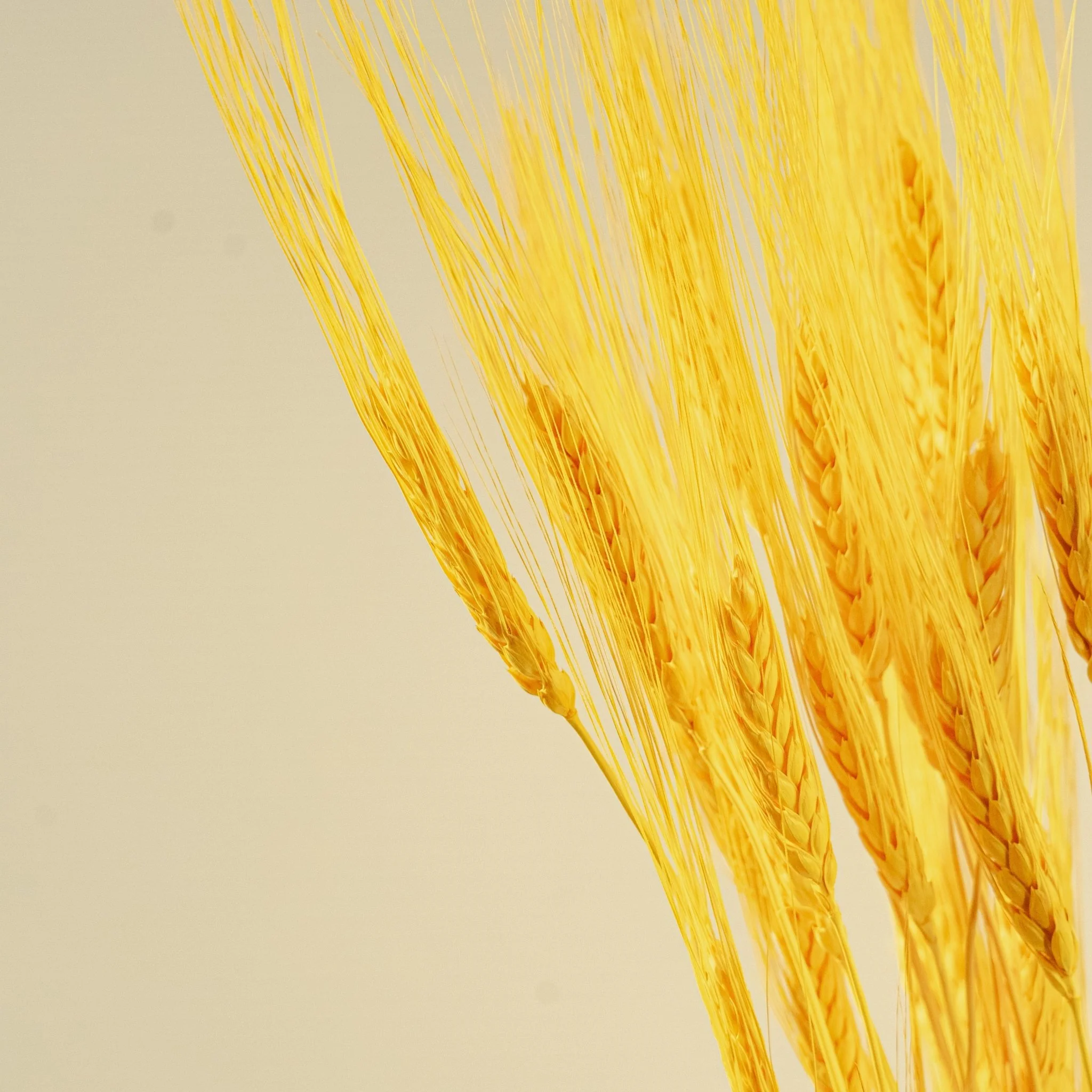 Triticum Wheat Grass (Yellow) - Image 5