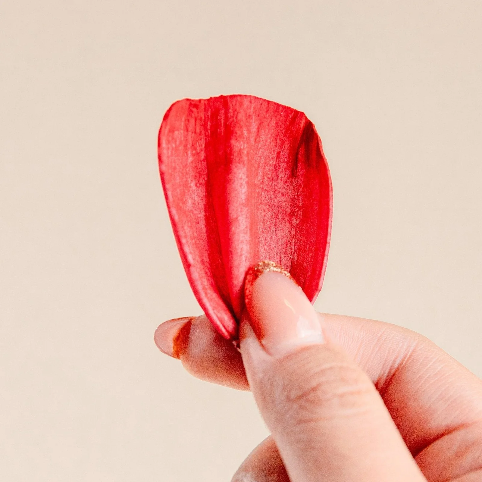Rose Petals (40 Pack) - Image 10