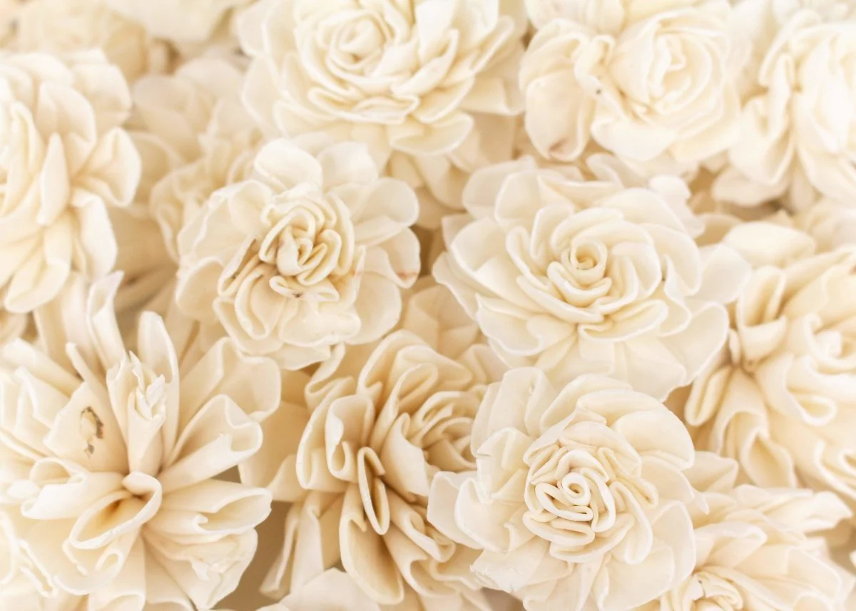 Dahlia Variety Pack - Image 2